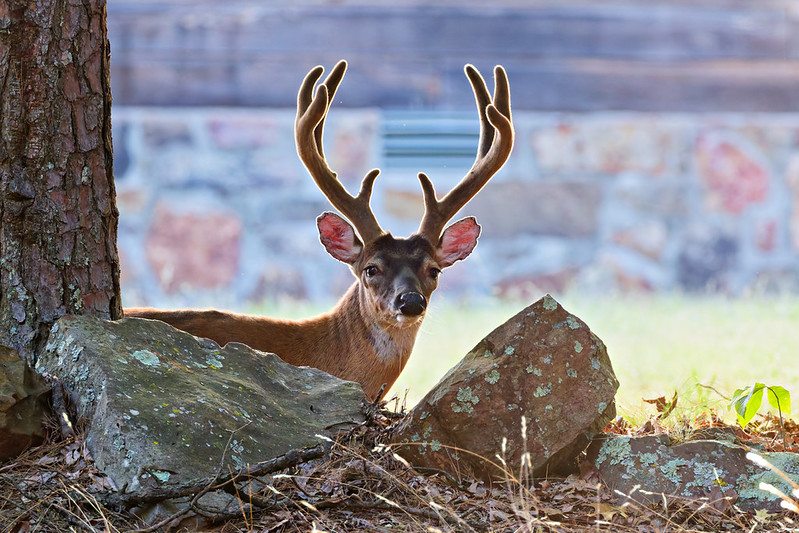 Velvet-antlered White-tailed Buck rests behind rocks and a pine tree at Mount Nebo State Park