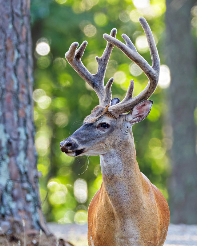 White-tailed Buck with tall velvet-covered antlers stands beside a pine tree at Mount Nebo State Park