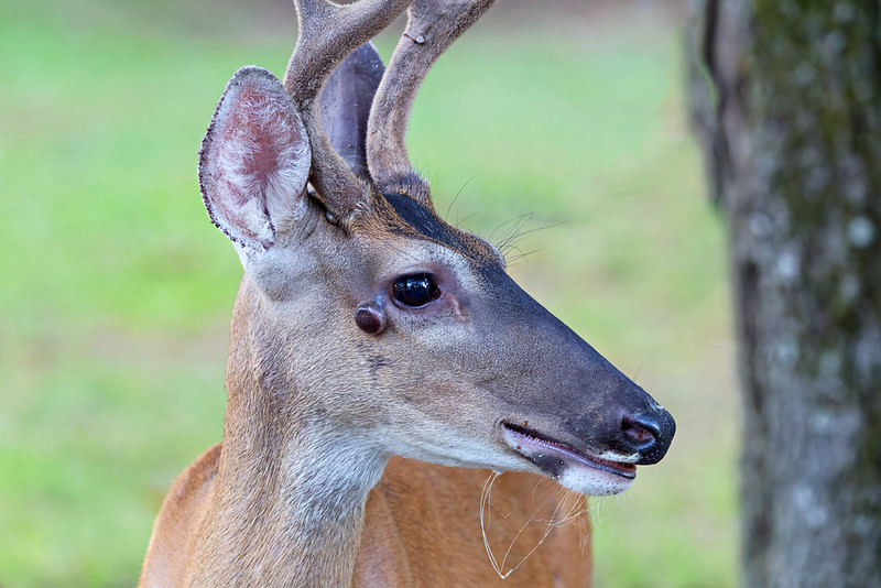 White-tailed buck with a small dark growth below its eye at Mount Nebo State Park in Arkansas