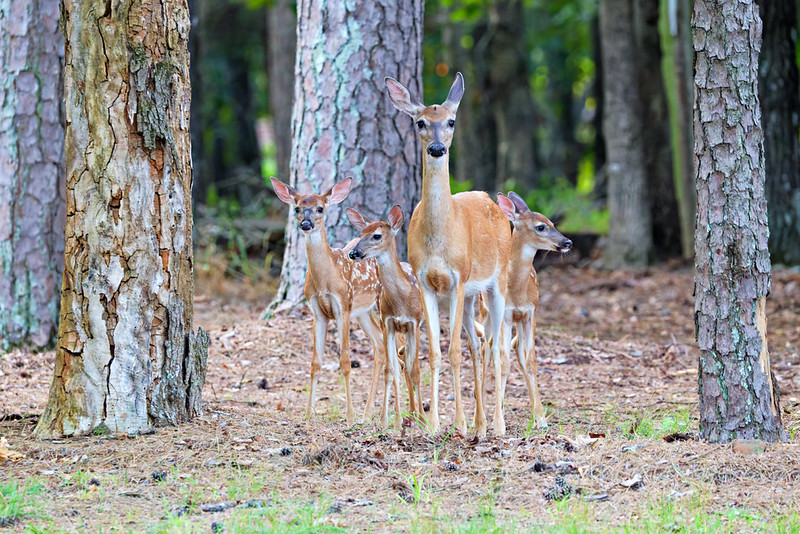 White-tailed Doe stands with her three spotted fawns among pine trees at Mount Nebo State Park