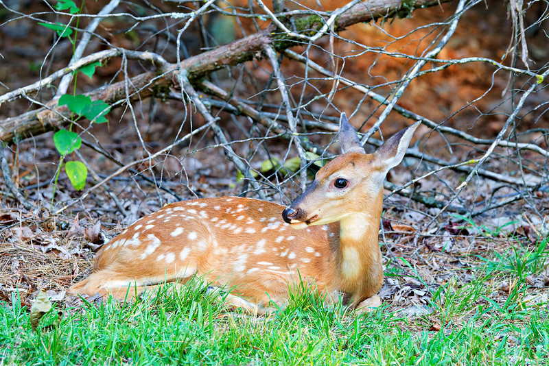 White-tailed fawn resting beside green grass and low branches at Mount Nebo State Park in Arkansas