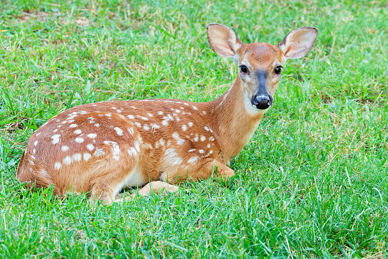 White-tailed fawn resting in green grass and looking toward the camera at Mount Nebo State Park