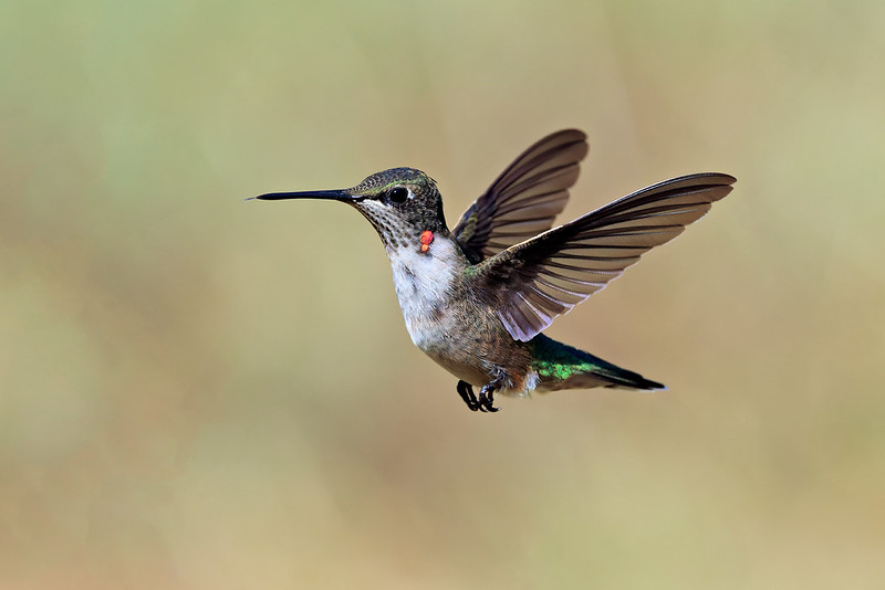 Young male Ruby-throated Hummingbird hovering with scattered red throat feathers against a soft natural background.
