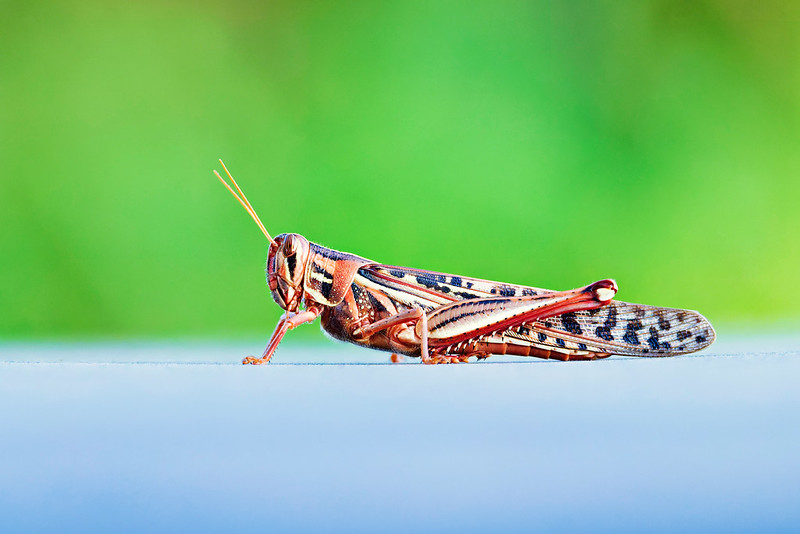Summer macro photography of an American Bird Grasshopper resting on a truck at Sequoyah Refuge