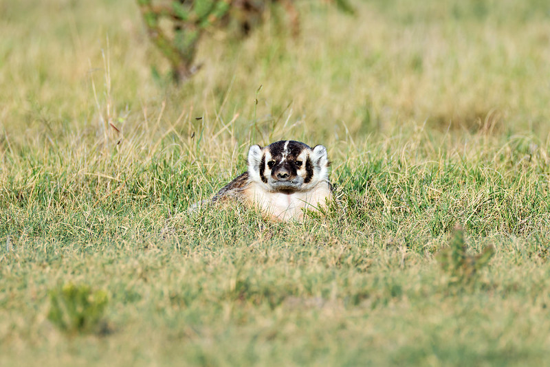 Badger resting low in grass with its striped face toward the camera