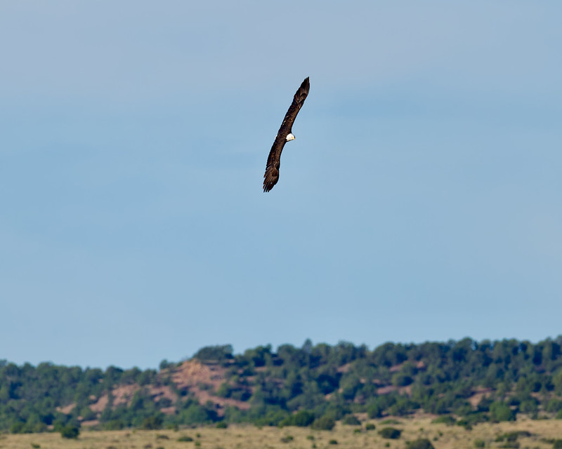 Bald Eagle banking with wings spread above a distant hillside near Black Mesa State Park