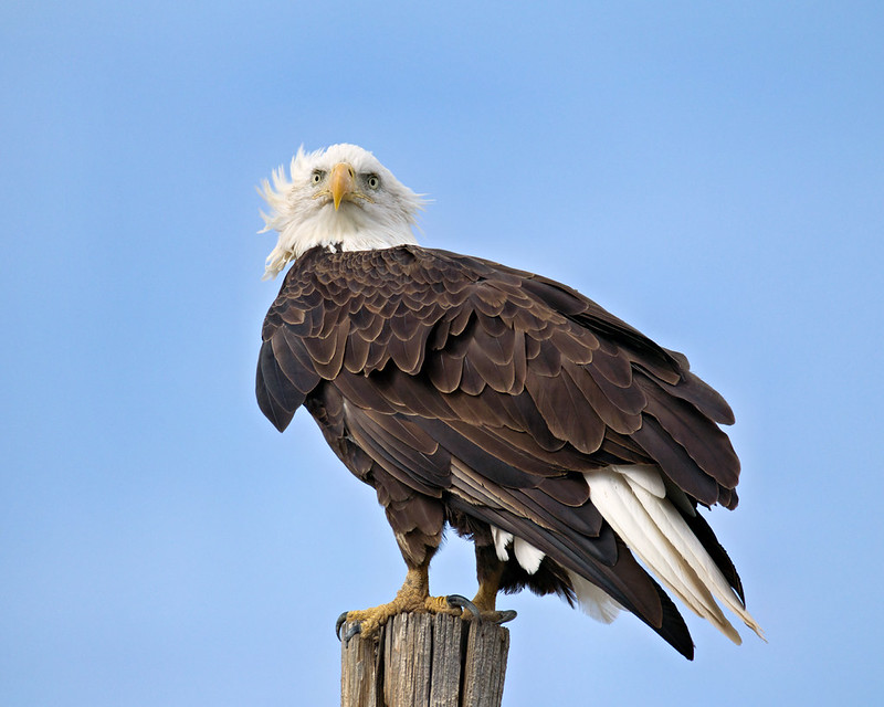 Bald Eagle close-up with its head turned toward the camera atop a wooden utility pole