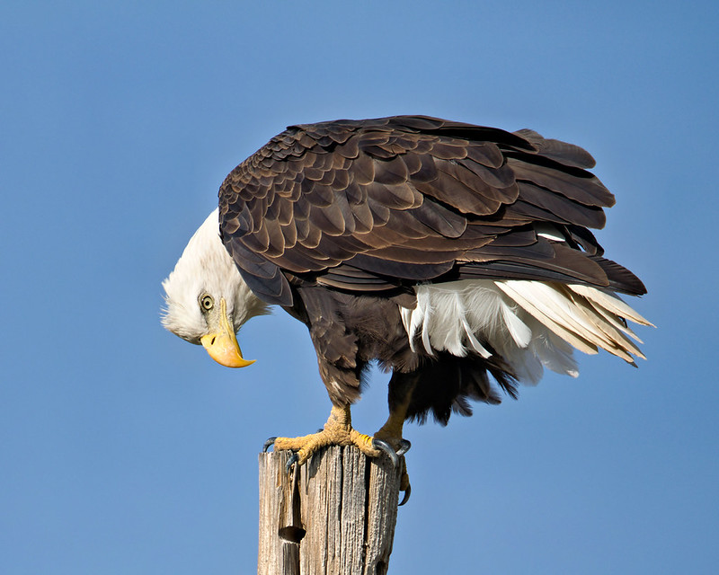 Eagle bending its white head toward the ground while gripping the top of a wooden pole