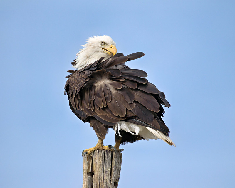 Perched eagle with its head turned back and dark feathers lifted during preening