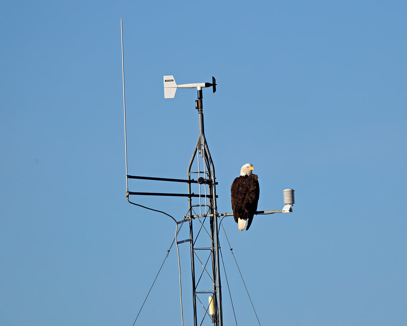 Black Mesa eagle perched on a metal arm beside weather instruments against a clear blue sky
