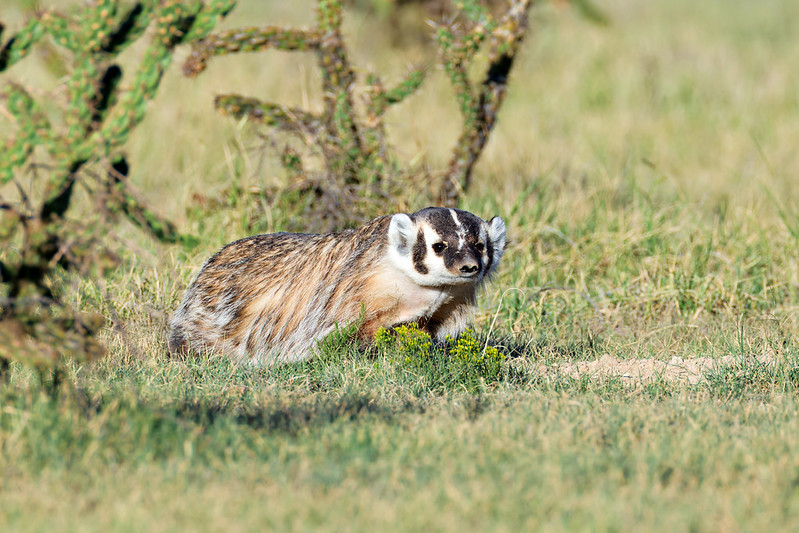 Black Mesa badger standing in grass near cactus, with its face turned toward the camera