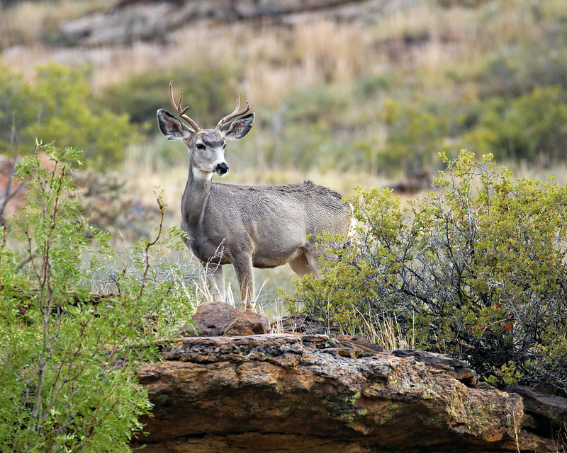 Mule deer buck with bare antlers standing behind a rocky ledge among shrubs.