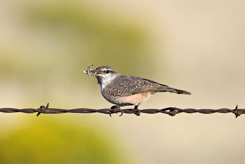Black Mesa Rock Wren holding a grasshopper while perched on a barbed wire fence