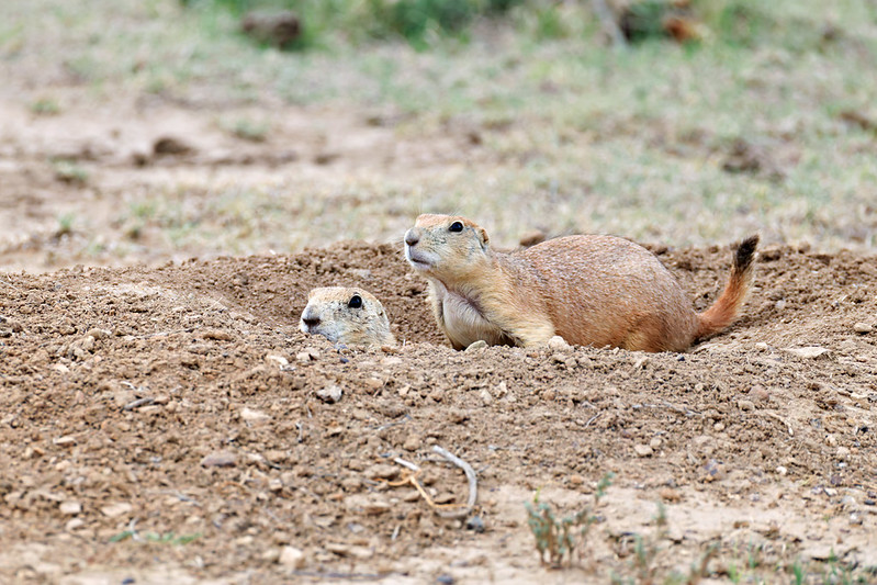 Two Black-tailed Prairie Dogs at a burrow, one peeking out and the other standing beside the opening