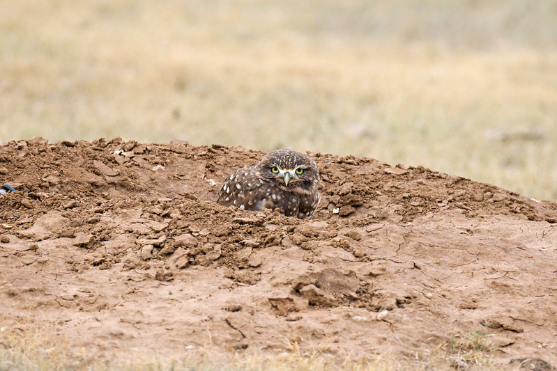 Small owl peeking above the edge of a bare dirt mound, with short grass in the background.