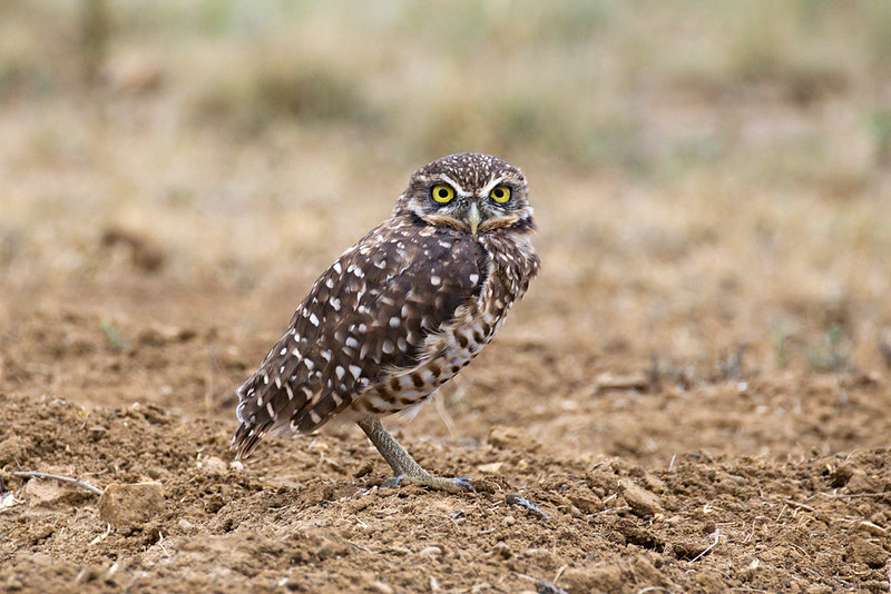 One of the Burrowing Owls near Black Mesa standing on a dirt mound with its long legs visible.