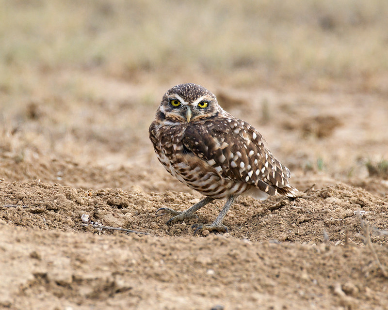 Yellow-eyed owl with white-spotted brown feathers standing on bare soil near Black Mesa.