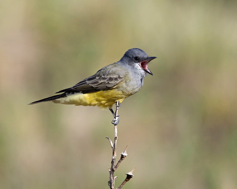 Gray-headed bird with a yellow belly perched on a twig with its bill open