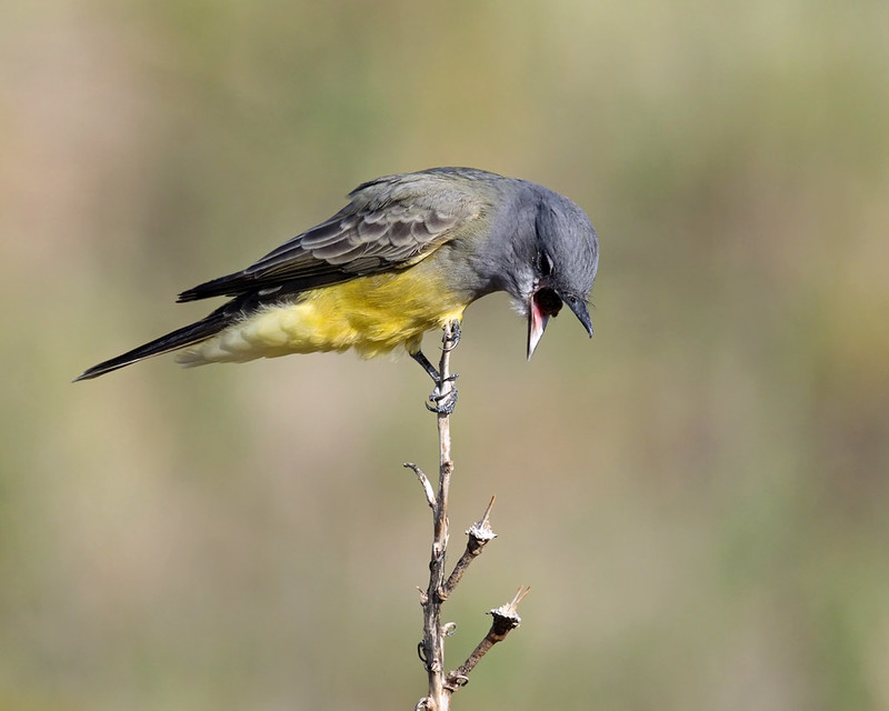 Perched kingbird bending its head downward with its bill open