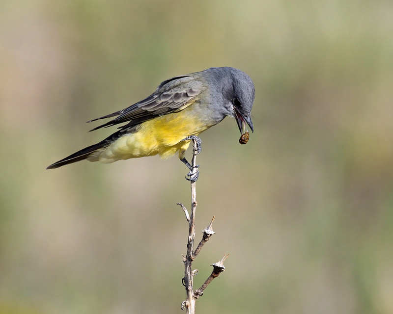 Cassin’s Kingbird pellet visible at the tip of the bird’s lowered bill