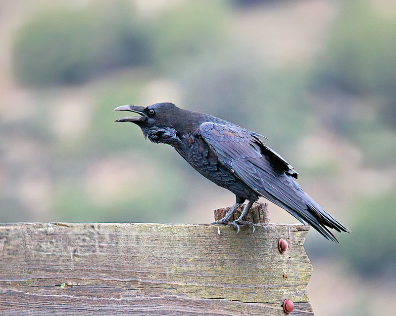 Common Raven calling with its bill open while perched on a wooden ranch entry arch in Oklahoma.