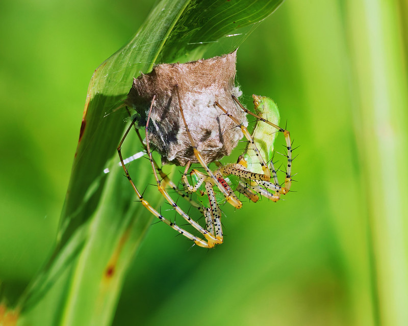 Female green lynx spider with spiny legs around a brown and whitish egg sac beneath a blade of grass.
