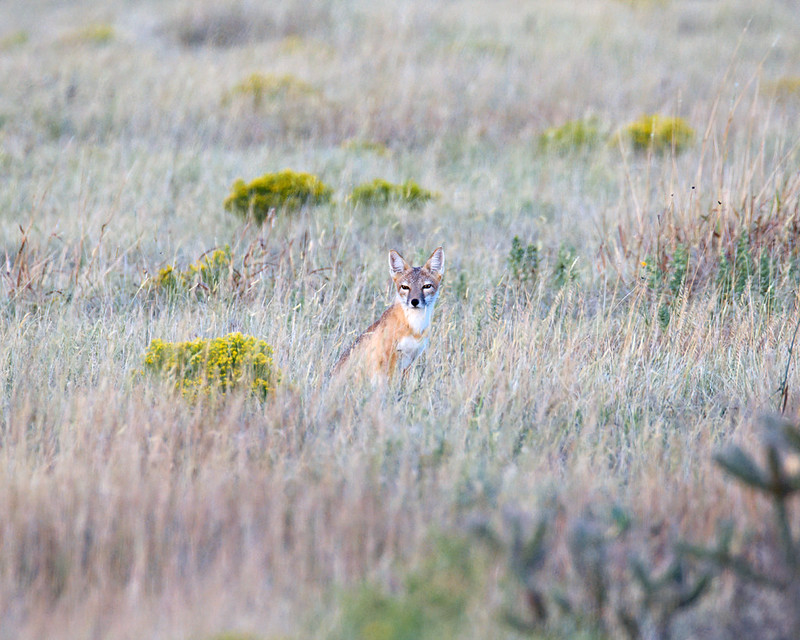 Small fox sitting upright in tall grass among yellow wildflowers, facing the camera.