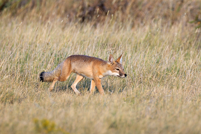 Small tan fox walking through a grassy field with its head lowered and black-tipped tail extended.