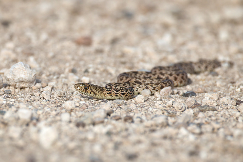 Gopher snake on a gravel road near Black Mesa State Park in Oklahoma
