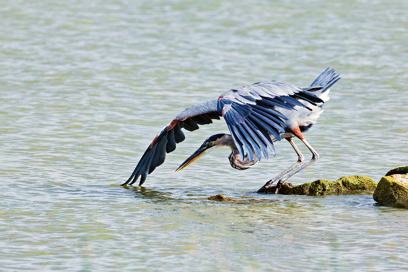 Great Blue Heron leaning toward the water with wings spread above shoreline rocks