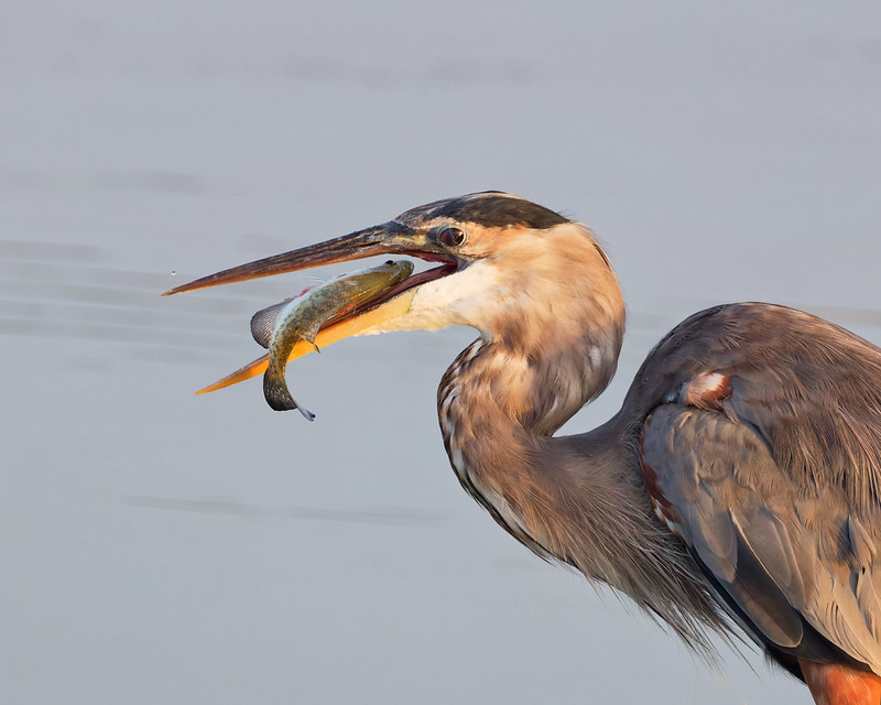 Great Blue Heron holding a fish in its open bill.