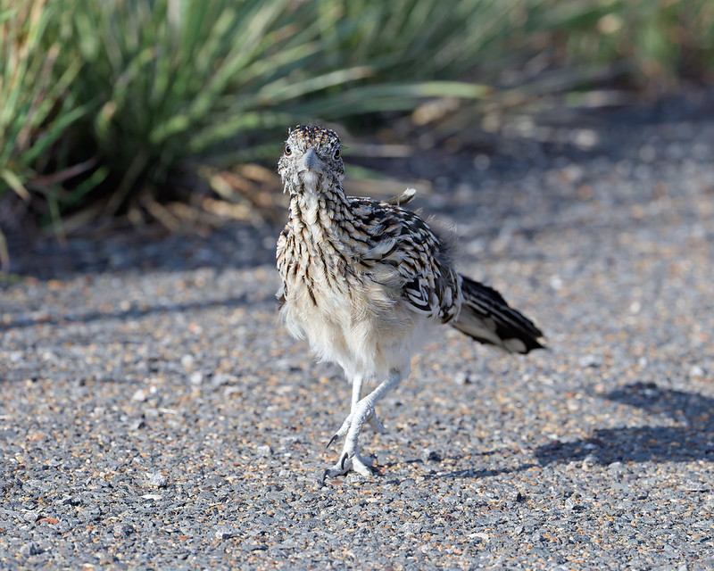 Greater Roadrunner walking toward the camera on an asphalt roadside near Lake Carl Etling