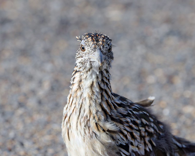 Greater Roadrunner close-up facing the camera, showing its eyes and streaked neck feathers