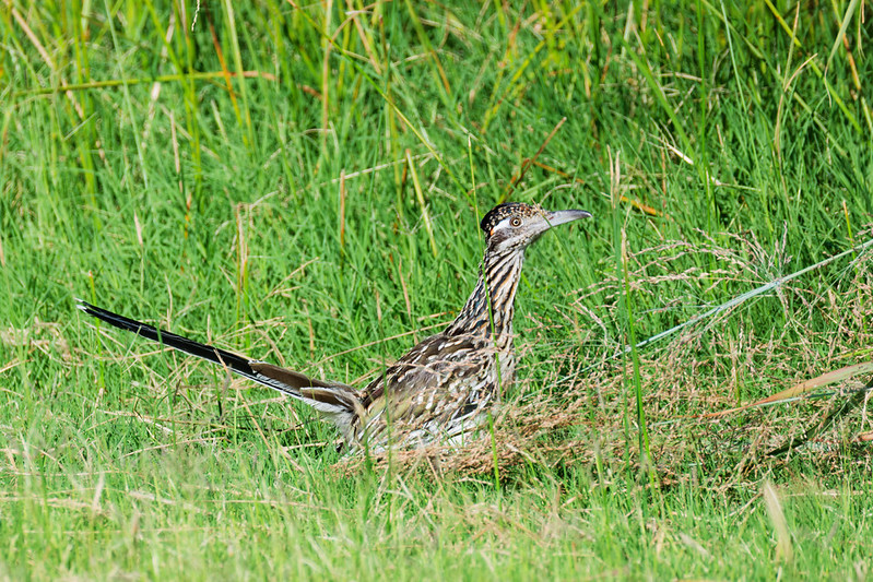 Greater Roadrunner standing in tall grass with its long tail raised