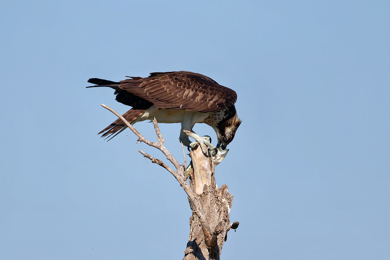 Immature osprey bending its head to eat a fish while perched on a dead tree at Fort Supply Lake.