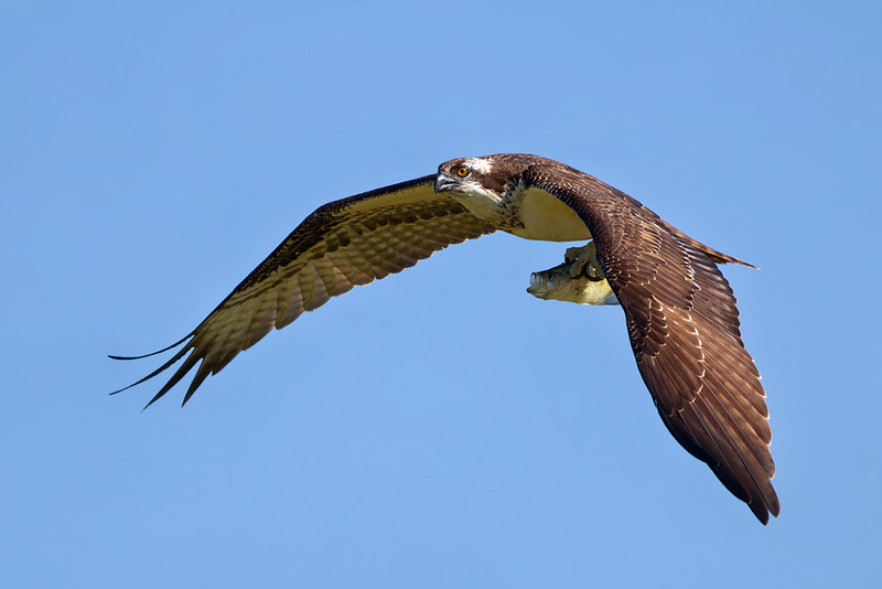 Immature osprey with fish in its talons flying against a blue sky at Fort Supply Lake.