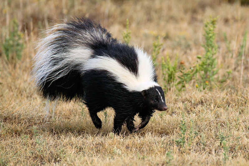 Striped skunk with a thick black-and-white coat and bushy raised tail in dry grass near Black Mesa State Park