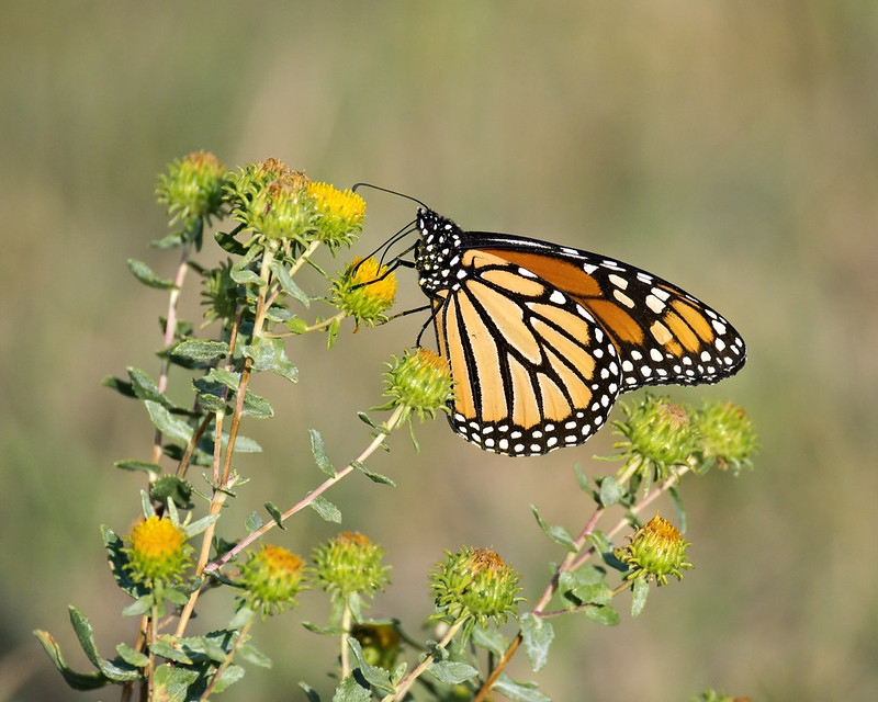 Monarch butterfly feeding on yellow flowers at Black Mesa State Park in Oklahoma