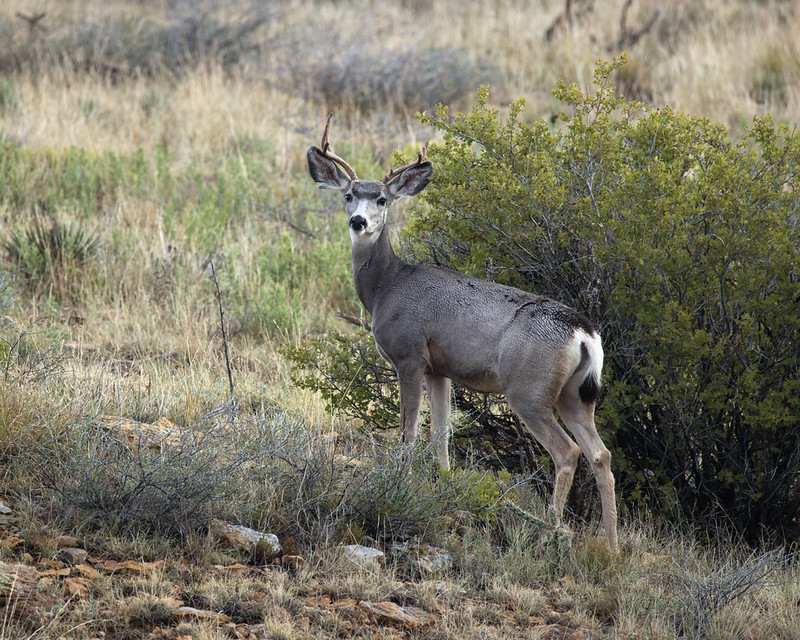 Buck looking toward the camera beside a shrub, with its white rump and dark-tipped tail visible.