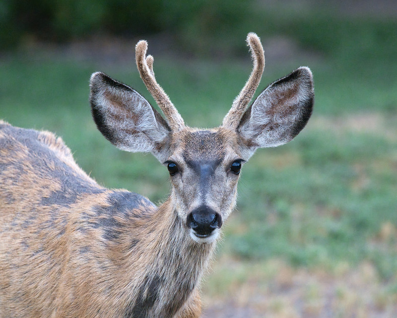 Mule deer buck with velvet-covered antlers and large ears at Black Mesa State Park