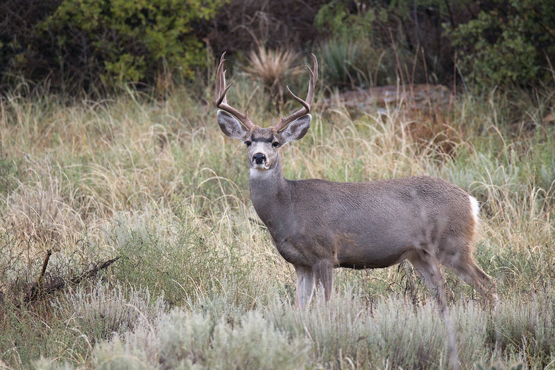 Mule deer antlers free of velvet on a buck standing broadside in grass near Black Mesa.