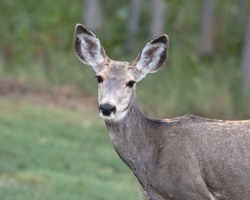 Mule deer doe facing the camera with large upright ears and a gray-brown coat