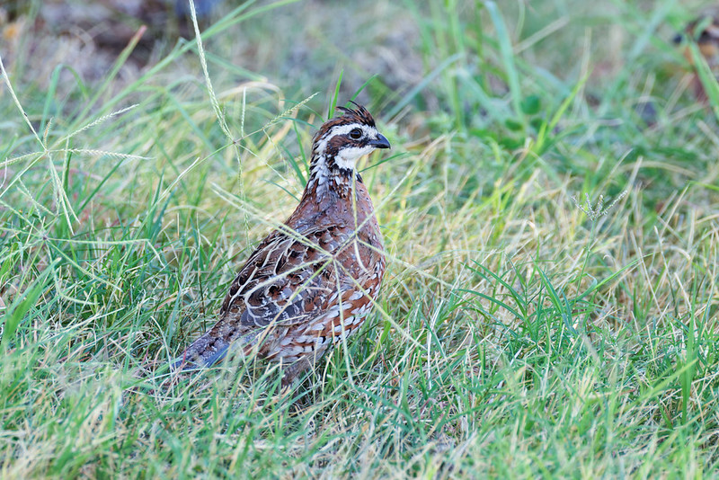 Northern Bobwhite standing among tall grass