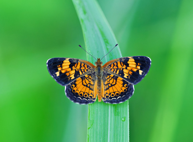 Summer macro photography of a Pearl Crescent Butterfly with open wings on a green leaf at Sequoyah Refuge