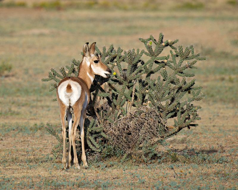 Pronghorn behavior near Black Mesa: an animal stands with its muzzle beside a spiny cholla cactus.