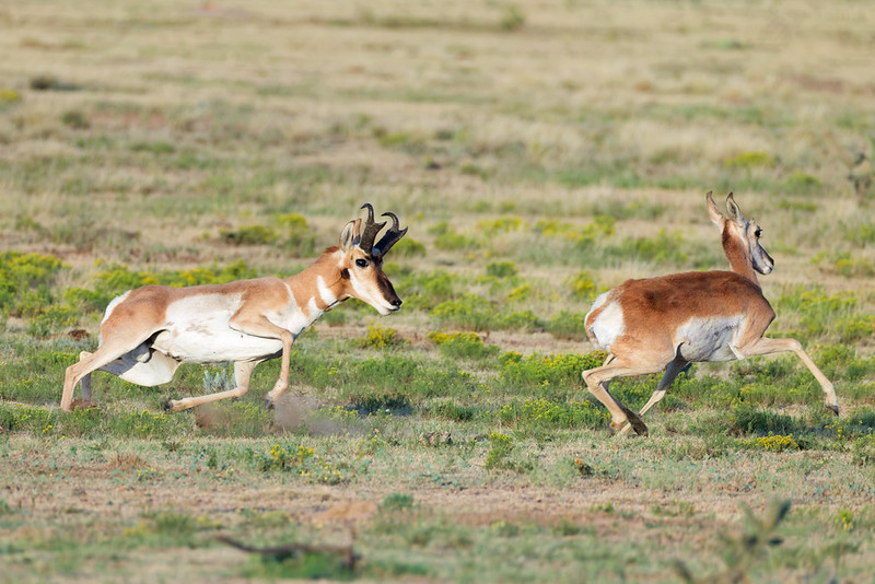 Pronghorn buck running behind a doe across open ground south of Black Mesa State Park.