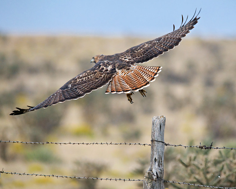 Red-tailed Hawk flying away from a fence post with wings spread and reddish, dark-barred tail fanned.