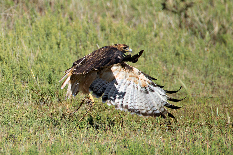 Red-tailed Hawk lifting from roadside grass with a snake held in its talons.