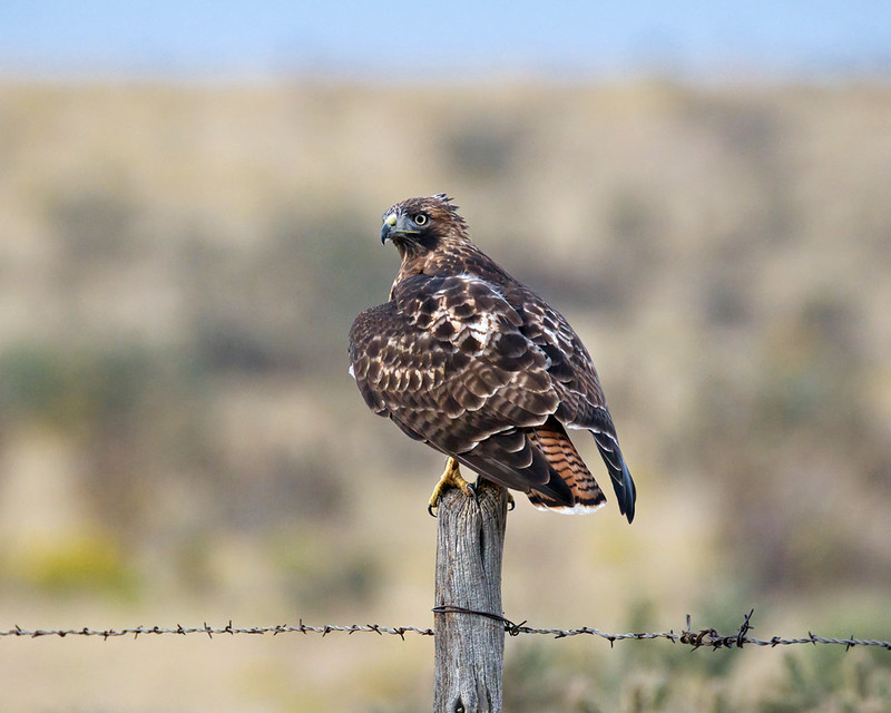 Red-tailed Hawk looking back from a wooden fence post beside barbed wire.
