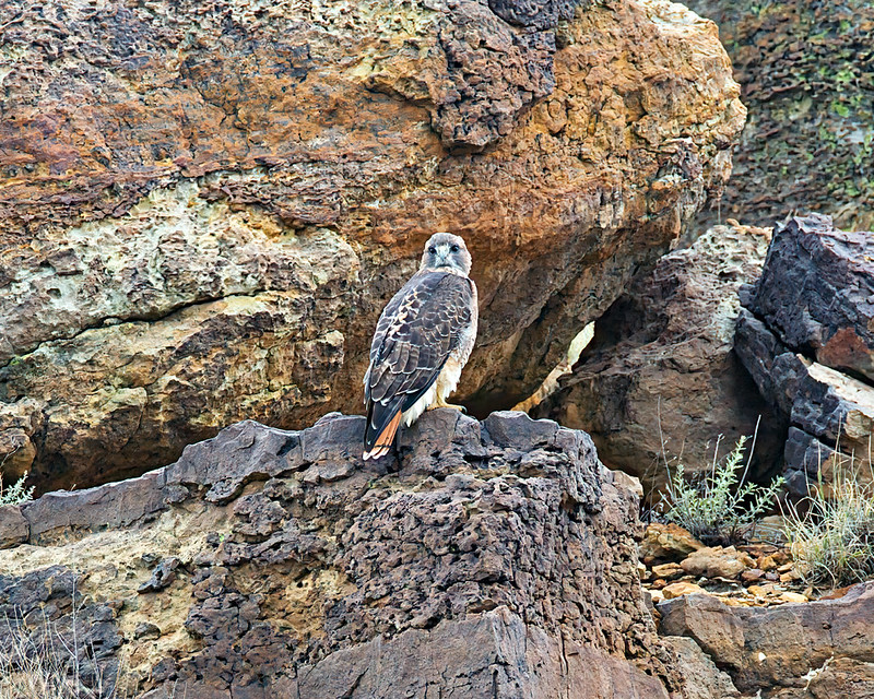 Red-tailed Hawk perched among rugged brown rocks in the Black Mesa area of Oklahoma.
